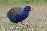 South Island Takahe